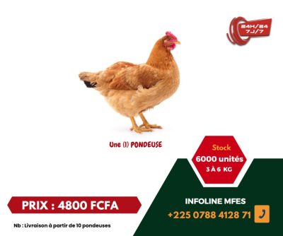 Poulet pondeuse